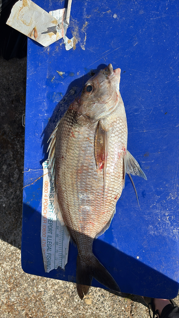 Deep sea perch (Nemadactylus macropterus) — Cheilodactylidae
