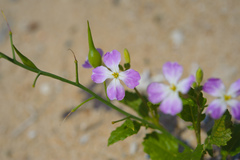 Raphanus sativus raphanistroides