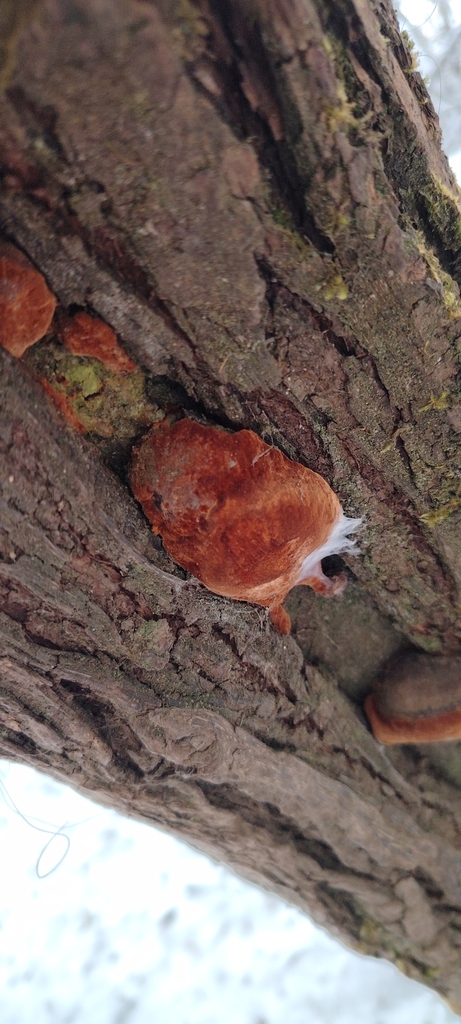 Fomitiporia robusta · January 2026 · photo: © lemonhuang (iNaturalist, cc-by-nc)
