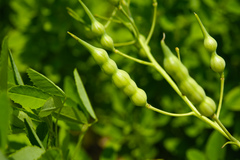 Raphanus sativus raphanistroides