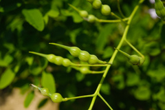 Raphanus sativus raphanistroides