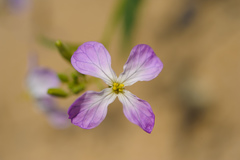 Raphanus sativus raphanistroides