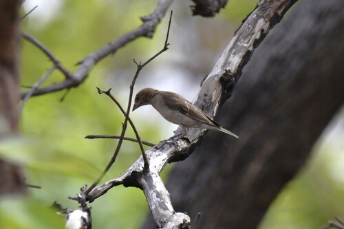 Sahel Bush Sparrow (Gymnoris dentata)