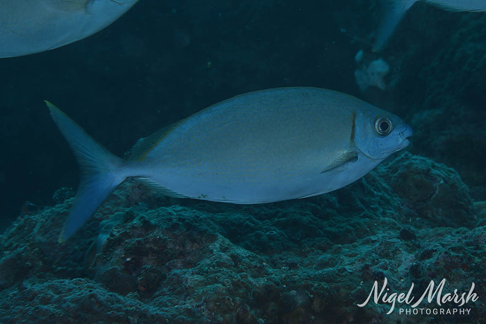 Forktail rabbitfish (Siganus argenteus) — Siganidae