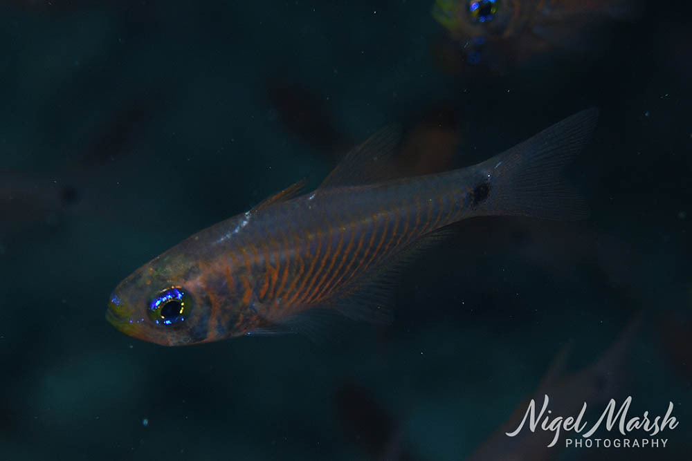 Bloodspot Cardinalfish (Taeniamia fucata) — Apogonidae