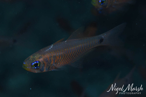 Bloodspot Cardinalfish (Taeniamia fucata) — Apogonidae