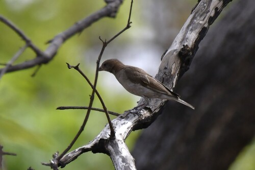Sahel Bush Sparrow (Gymnoris dentata), photo 2
