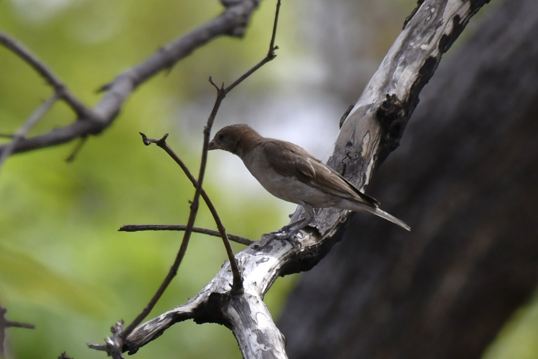 Sahel Bush Sparrow (Gymnoris dentata), photo 2