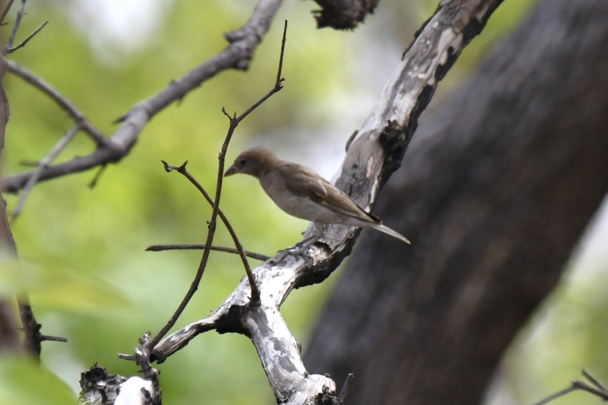 Sahel Bush Sparrow (Gymnoris dentata), photo 3