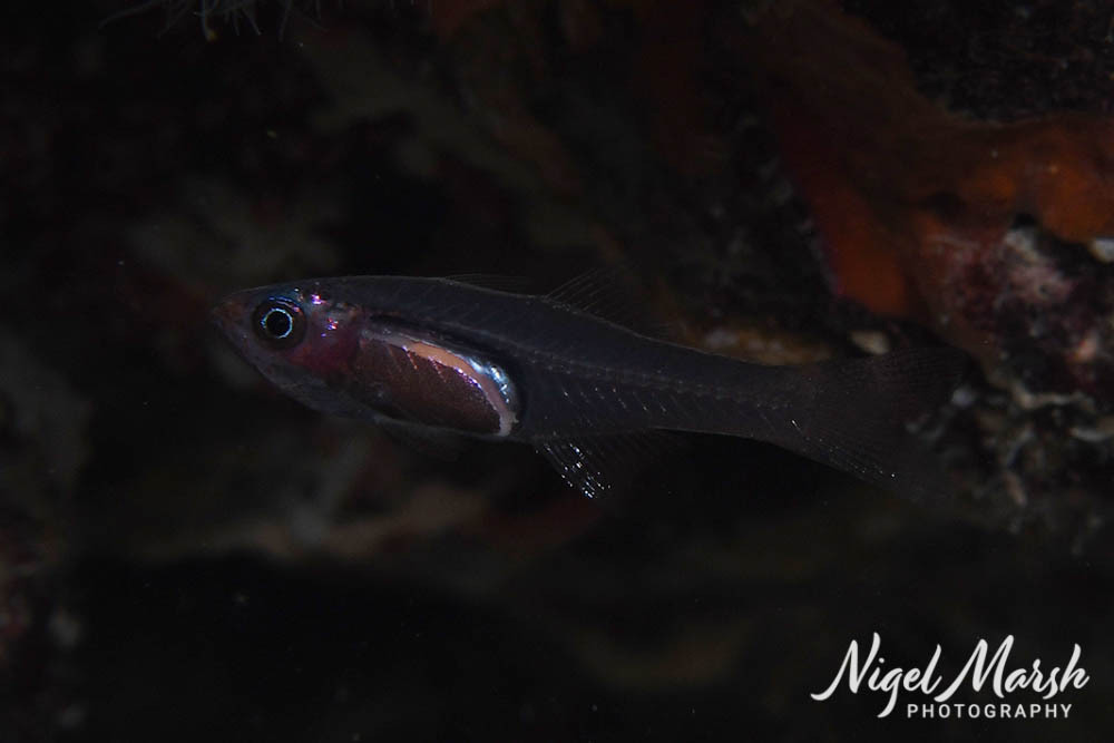 Frail Cardinalfish photo 2