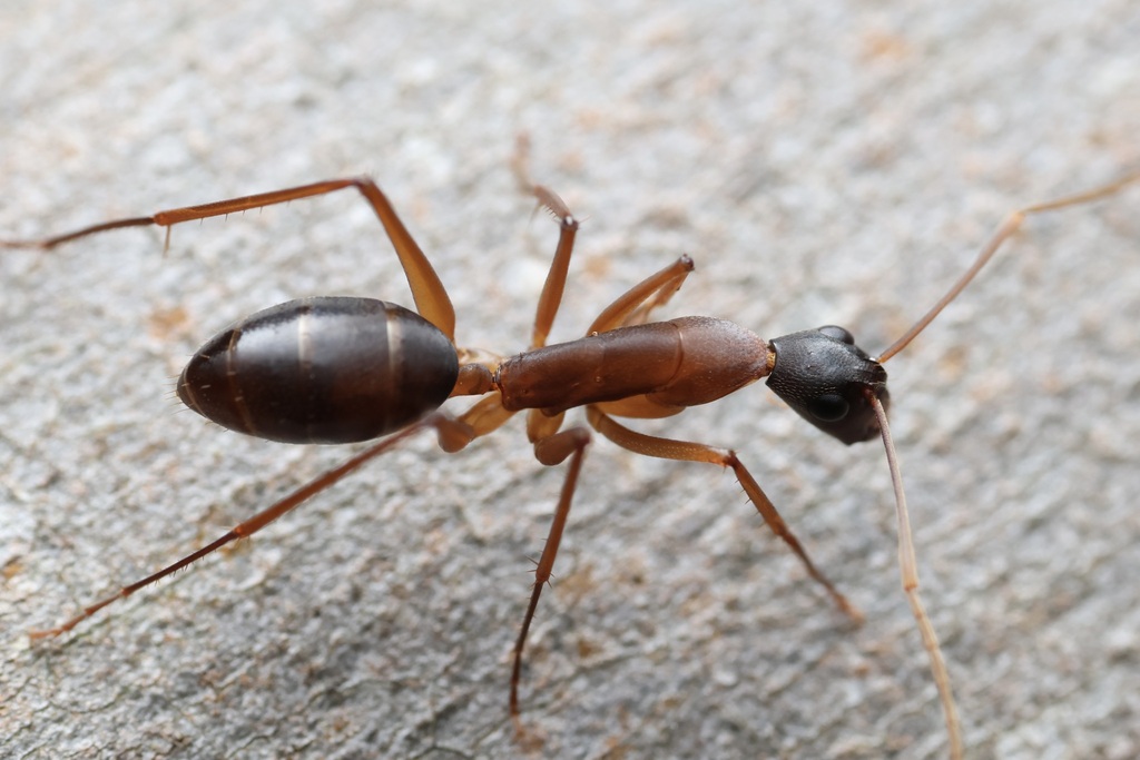 Camponotus subnitidus