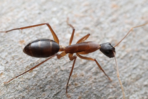 Camponotus subnitidus