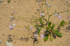 Raphanus sativus raphanistroides