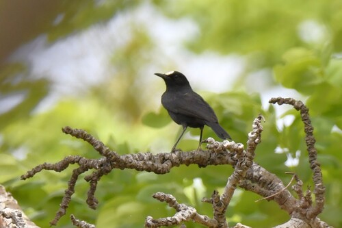 White-fronted Black Chat (Oenanthe albifrons), photo 2