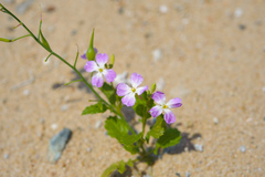 Raphanus sativus raphanistroides