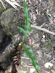 Drynaria meyeniana