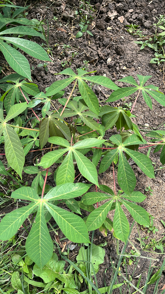 Manihot esculenta (Manihot esculenta)