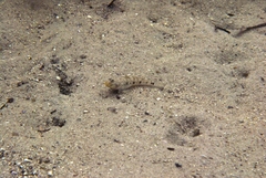 Favonigobius lateralis