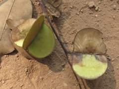 Dioscoreaceae