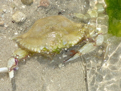 Callinectes bellicosus