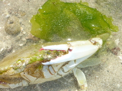 Callinectes bellicosus