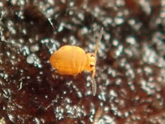 Sminthurinus aureus