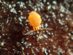Sminthurinus aureus