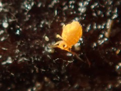 Sminthurinus aureus