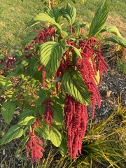 Amaranthus hybridus