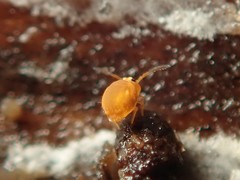 Sminthurinus aureus