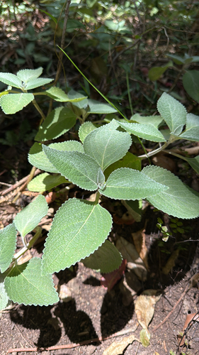 Coleus argentatus, 2025-09-04