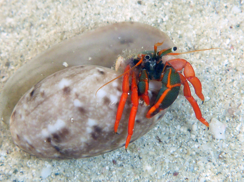 Red-leg Hermit Crab (Calcinus californiensis)