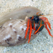 Red-leg Hermit Crab - Photo (c) Robin Gwen Agarwal, some rights reserved (CC BY-NC), uploaded by Robin Gwen Agarwal