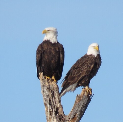 Bald Eagle photographed in Minnesota