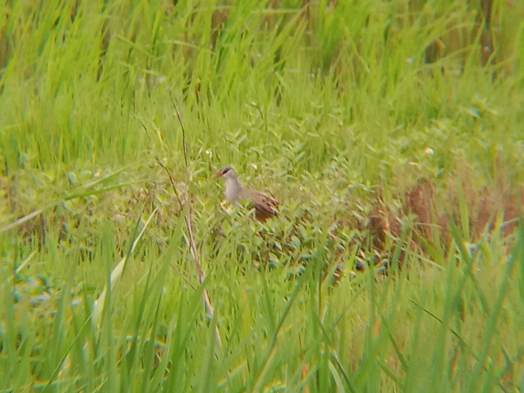 White-browed Crake (Porzana cinerea)