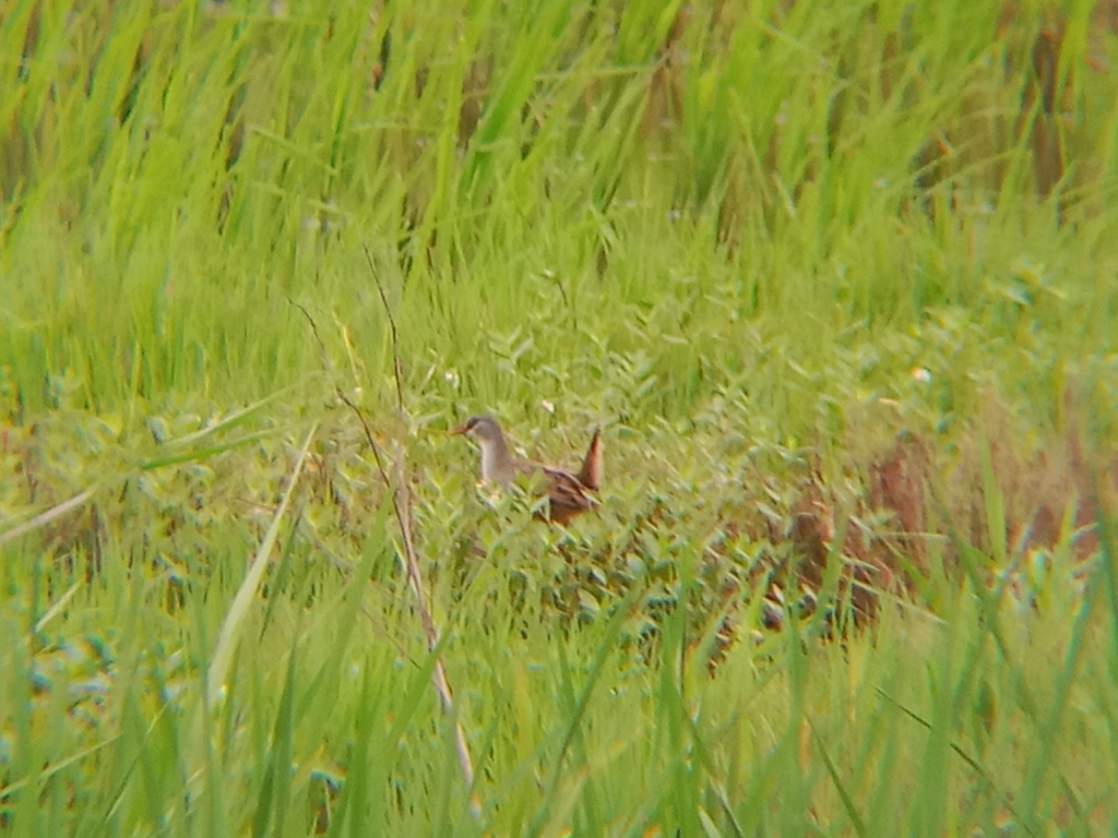 White-browed Crake (Porzana cinerea)