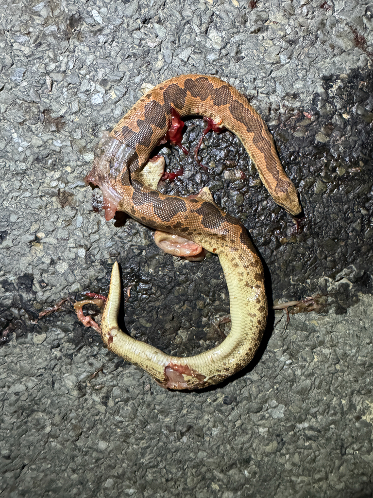 Rough-tailed Sand Boa