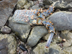 Panulirus inflatus