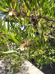 Dodonaea viscosa angustifolia