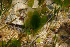 Halophila australis