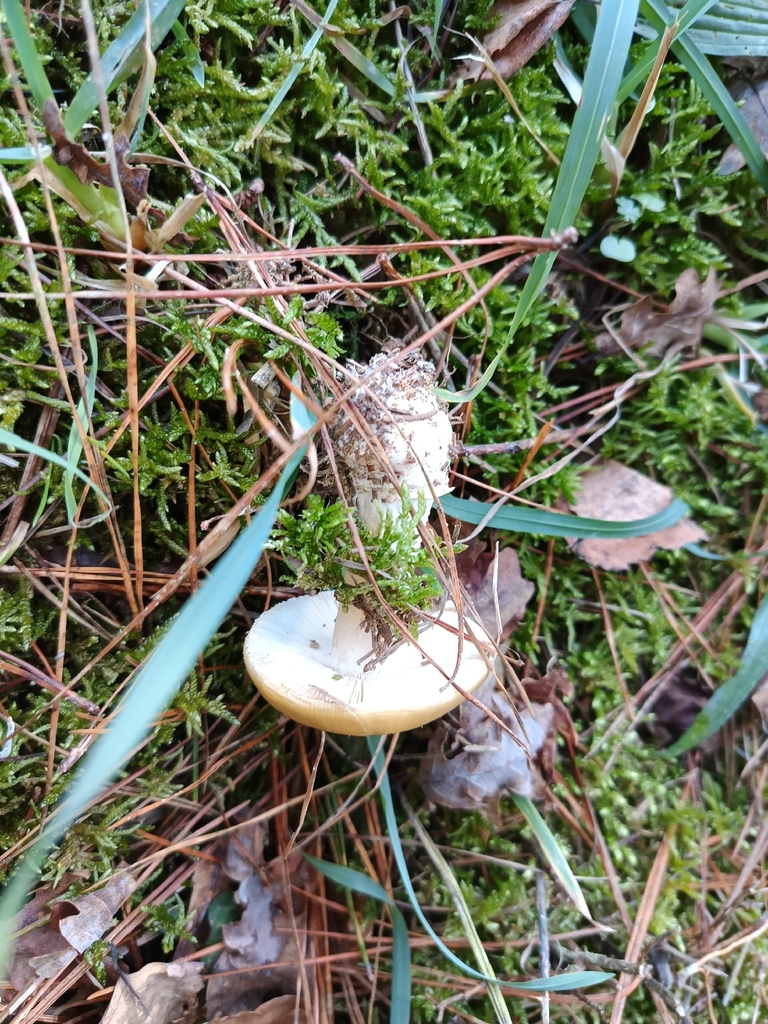 Amanita junquillea · January 2026 · photo: © carl_ramirez (iNaturalist, cc-by)