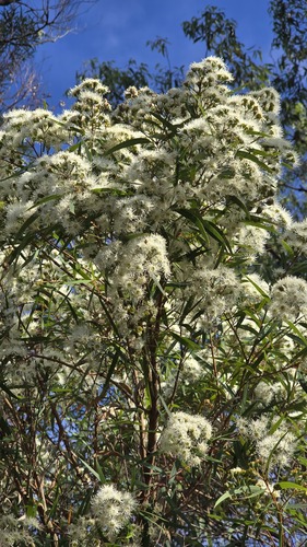 Angophora bakeri (Angophora bakeri)
