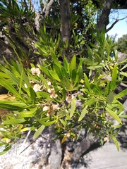 Dodonaea viscosa angustifolia