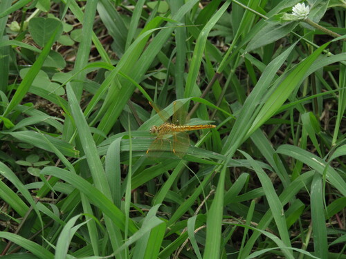 Brachythemis contaminata