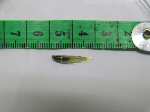 Java medaka (Oryzias javanicus) — Adrianichthyidae