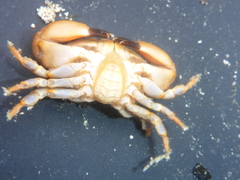 Xanthidae