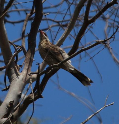 Spiny-cheeked Honeyeater (Acanthagenys rufogularis)