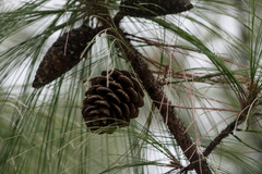 Pinus maximinoi