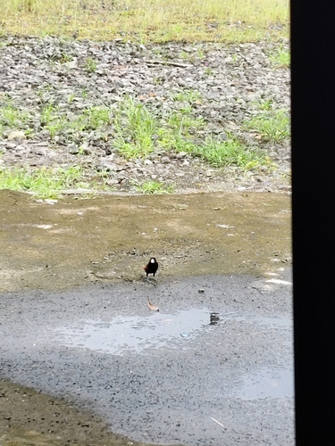 Lonchura atricapilla