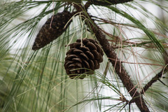 Pinus maximinoi